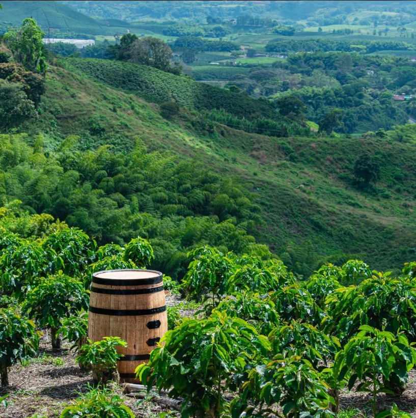 Quercus Coffee SAS Quercus Coffee SAS