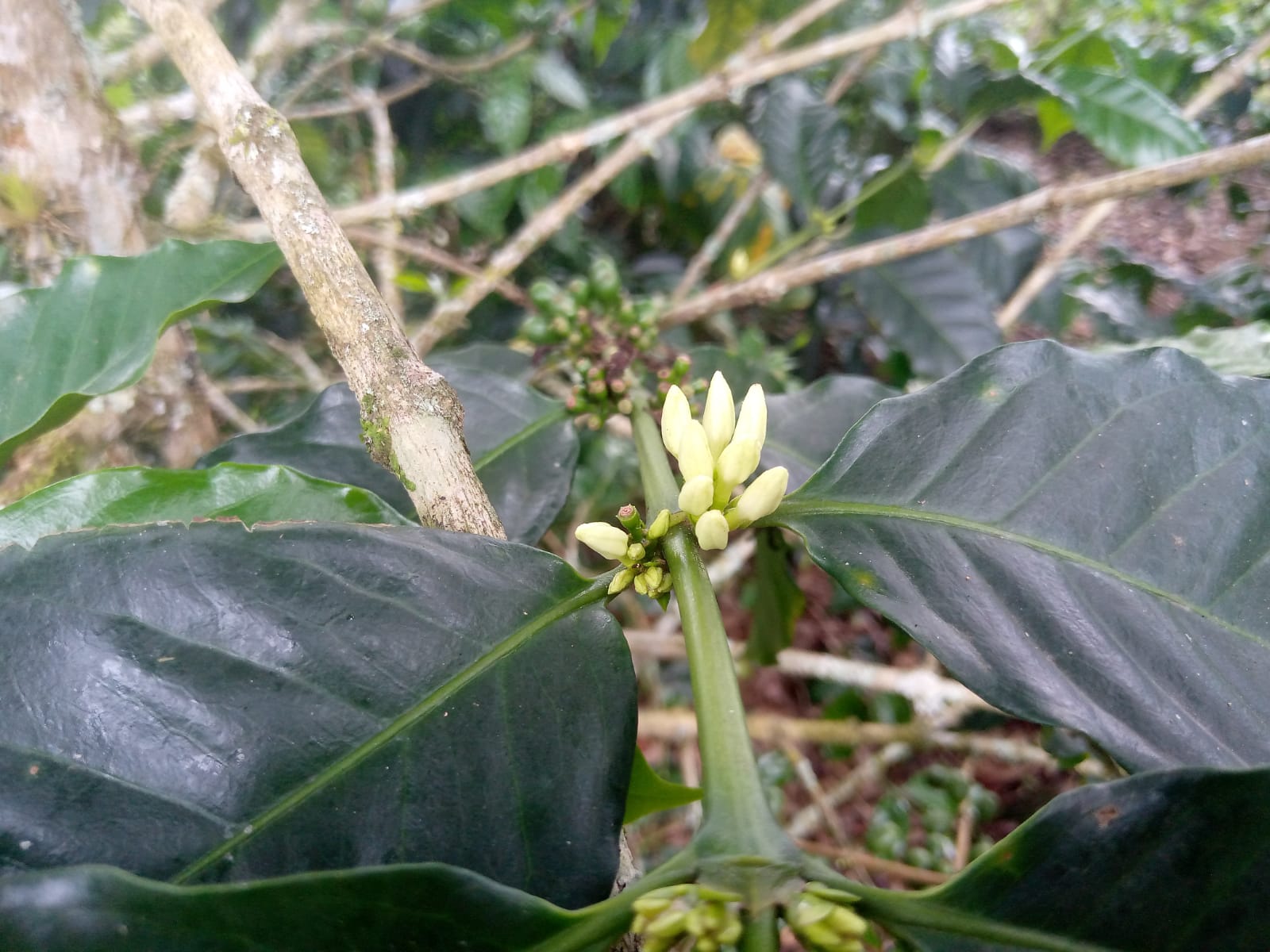 FVP-051