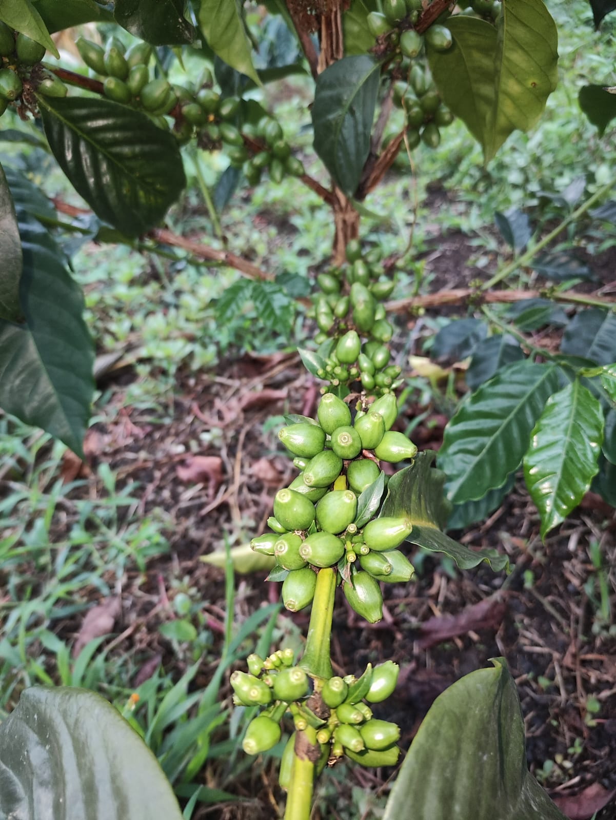 QCF-075
