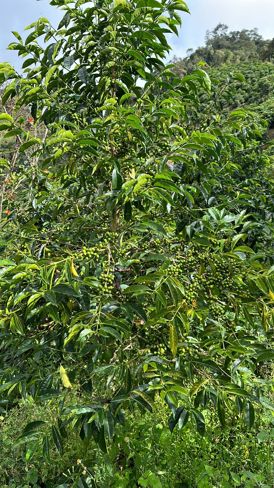 RUBI-089